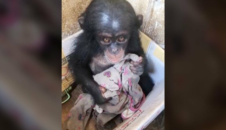 Záchranáři našli malé šimpanzí mládě v kartonové krabici jen s roztrhanou dekou pro pohodlí
