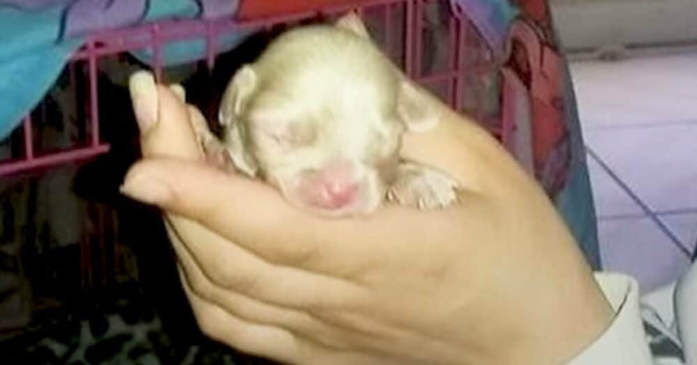 Žena našla opuštěné štěně albína, aniž by tušila, že jí změní život