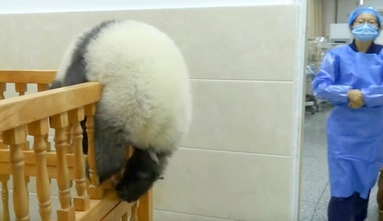 Nenápadné pandí mládě se téměř vyklouzlo z postýlky pod radarem