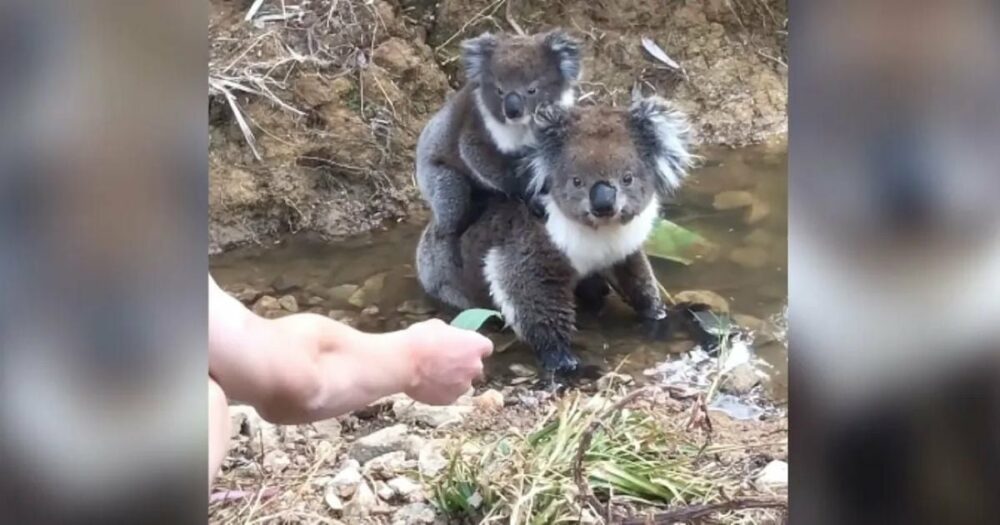 Chlapec nabídne list mláděti koaly a následná sladká scéna si vyslouží 10 milionů zhlédnutí
