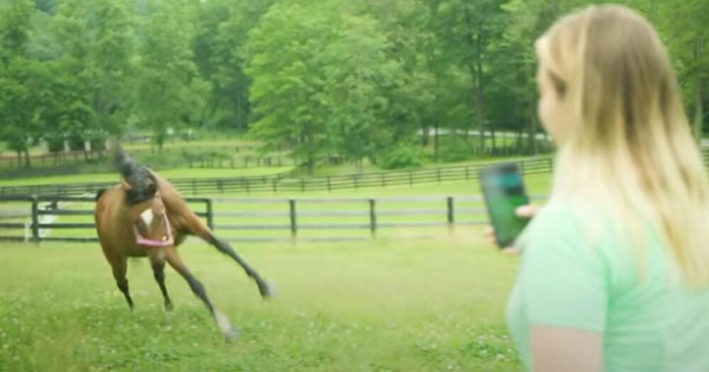 Zanedbávaný kůň nedokáže ovládnout emoce, když se konečně může volně proběhnout po poli