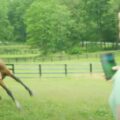 Zanedbávaný kůň nedokáže ovládnout emoce, když se konečně může volně proběhnout po poli