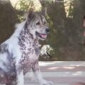 Pes v útulku 4 roky předvádí nejroztomilejší “šťastný tanec”, když je konečně adoptován