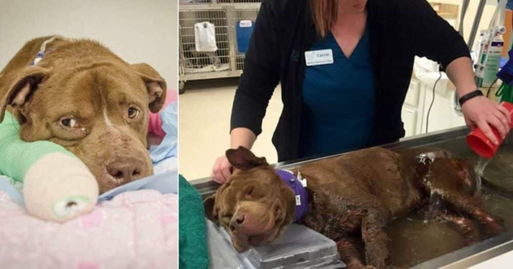 Vzácný okamžik, kdy pes zachráněný z bojového ringu dostal první teplou koupel a ochutnal lásku