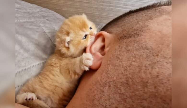 Drobné kotě roztaje miliony srdcí ranním okusováním ucha “přísného” muže