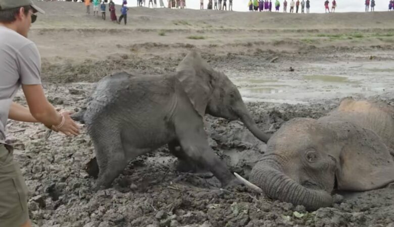 Sloní mládě odmítá opustit mámu, dokud ji nevytáhnou z bahnité hrobky