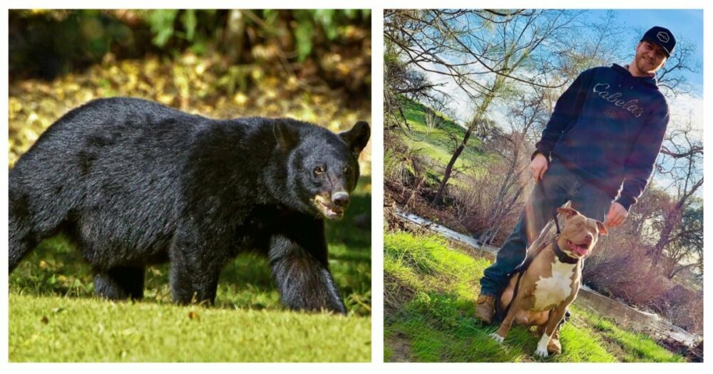 Muž bojuje s 350kilovým medvědem, aby zachránil svého psa, ale neúmyslně ho přiměje, aby se vracel