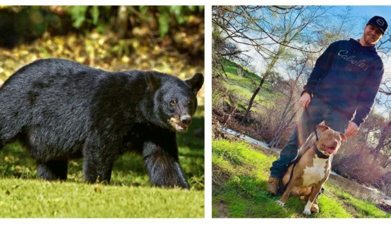 Muž bojuje s 350kilovým medvědem, aby zachránil svého psa, ale neúmyslně ho přiměje, aby se vracel