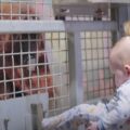 Ošetřovatel v zoo učí novou orangutaní mámu, která bojuje s mateřským instinktem, jak kojit své mládě
