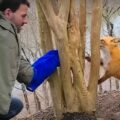 Dobrosrdečný muž zachránil lišku s tlapou zaseknutou ve stromě