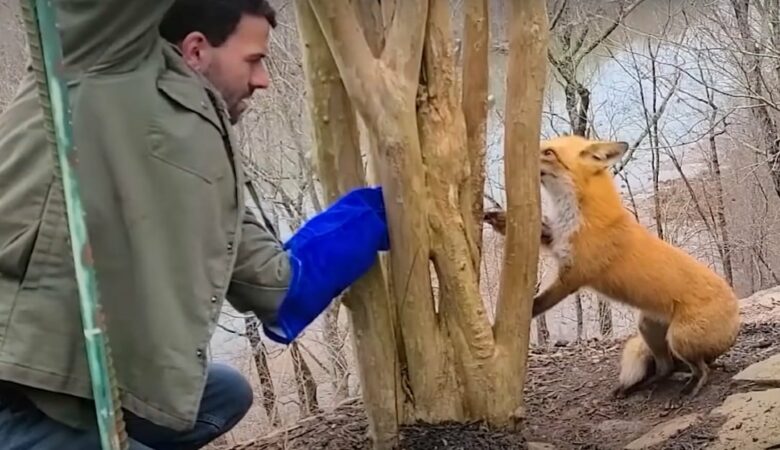 Dobrosrdečný muž zachránil lišku s tlapou zaseknutou ve stromě