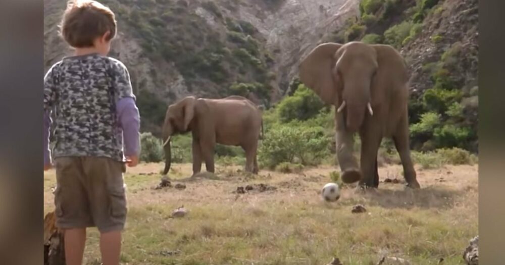 Obří slon hraje s malými chlapci fotbalový zápas