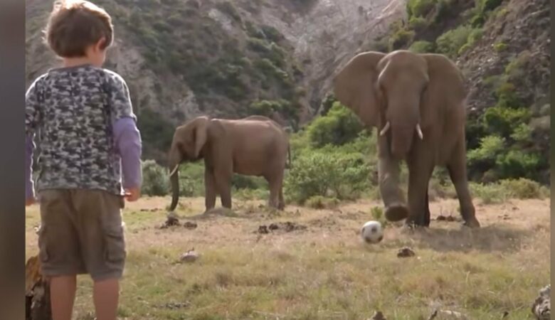 Obří slon hraje s malými chlapci fotbalový zápas