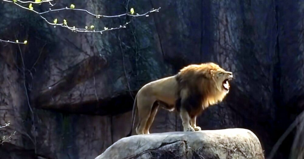 Lví řev tak epický, že má přes 20 milionů zhlédnutí