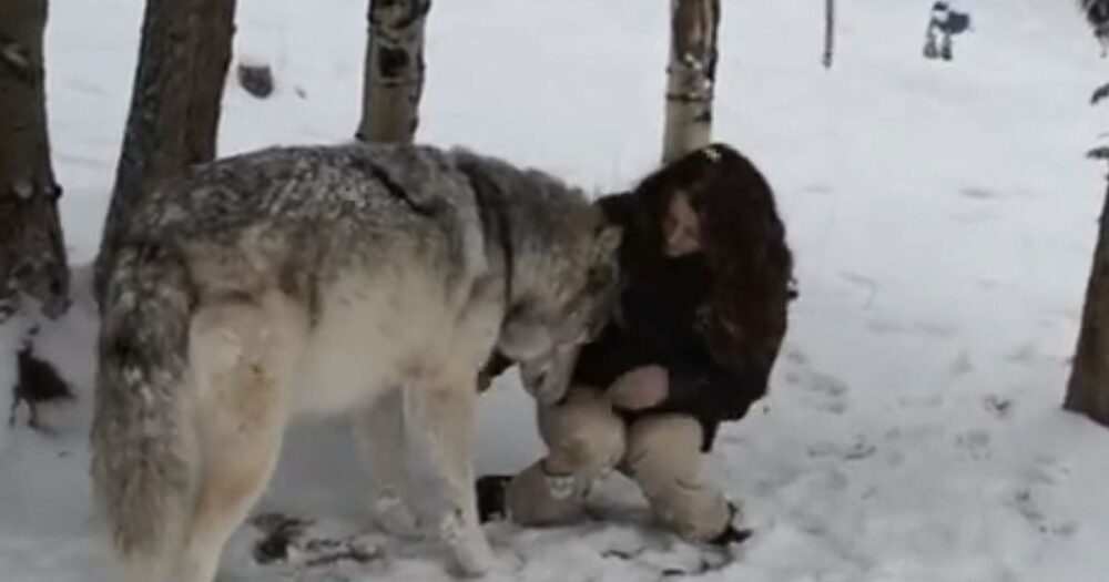 Obří vlk se přiblíží k ženě a pořádně se k ní přitulí