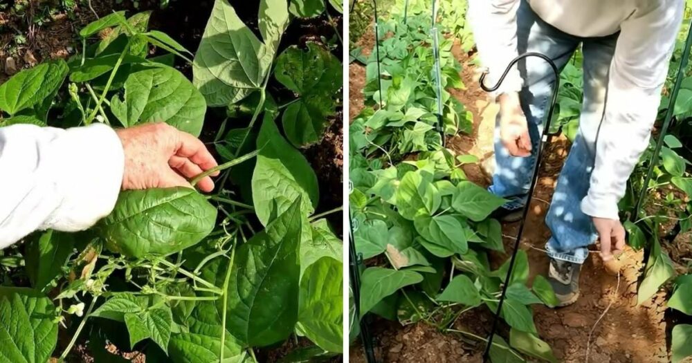 Zahradník se podělil o 2 jednoduché triky, jak zdvojnásobit úrodu fazolí na tyči a keřích