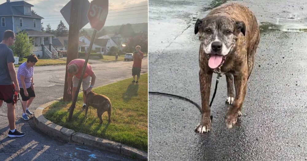 Celé město se přišlo rozloučit s milovaným záchranářským psem na jeho poslední procházce