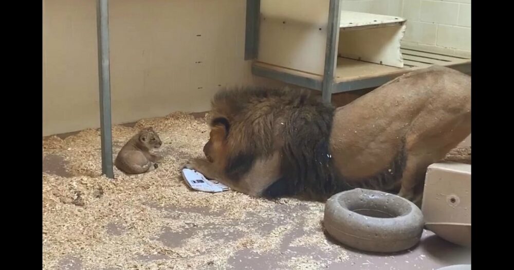 Kamera natočila dojemný okamžik, kdy se tatínek lev přikrčí, aby se poprvé setkal s mládětem