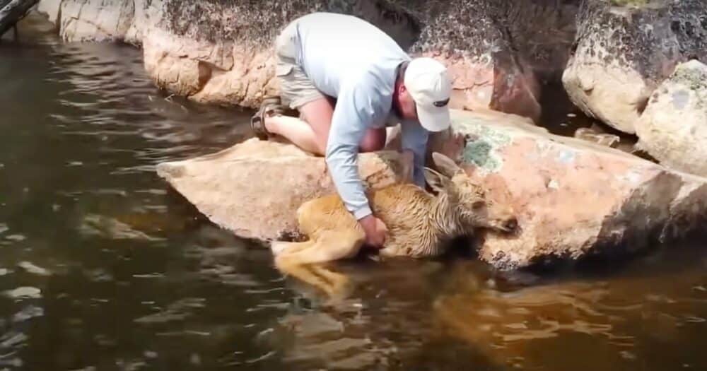 Rybáři pomohli zachránit losí mládě, které spadlo do vody