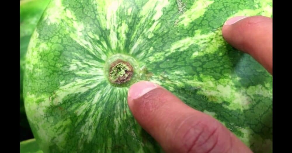 Farmář se podělil o návod, jak vybrat ten nejlepší meloun
