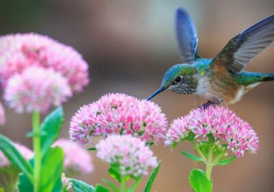 Studie kolibříků ukazuje, že vidění barev je víc, než se na první pohled zdá