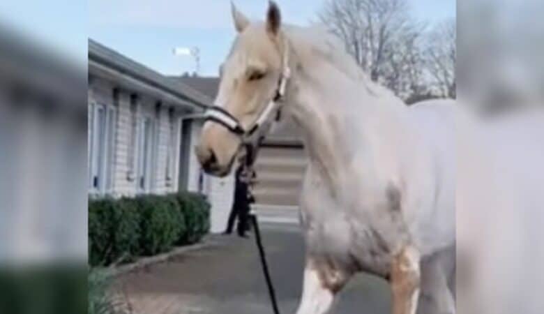 Kůň stále utíká za svými přáteli na oddělení pro dementní, kteří ho mají rádi a dávají mu mrkev