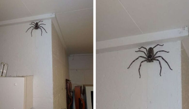 Žena sdílela poslední rok svůj dům s obřím pavoukem