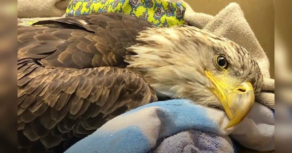 Veterinář se snaží pomalu získat důvěru orla bělohlavého, aby se mohl znovu naučit létat