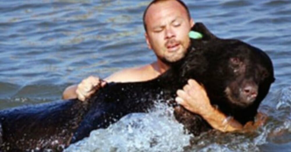 Odvážný muž skočil do vody, aby zachránil 375kilového černého medvěda před utonutím