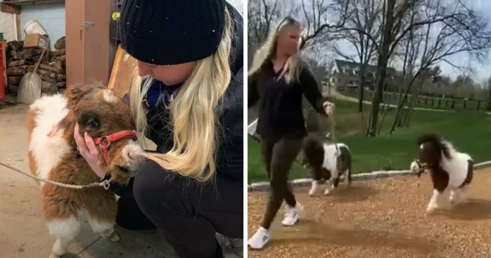 Žena si domů přivedla malého trpasličího koně, kterého našla na Craigslistu, a zjistila, že chce jen tančit