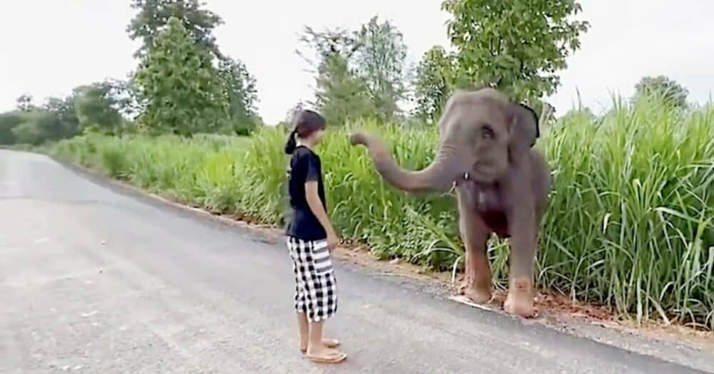Sloní mládě roztomile “děkuje” ženě, která mu pomohla vyprostit se z bahna