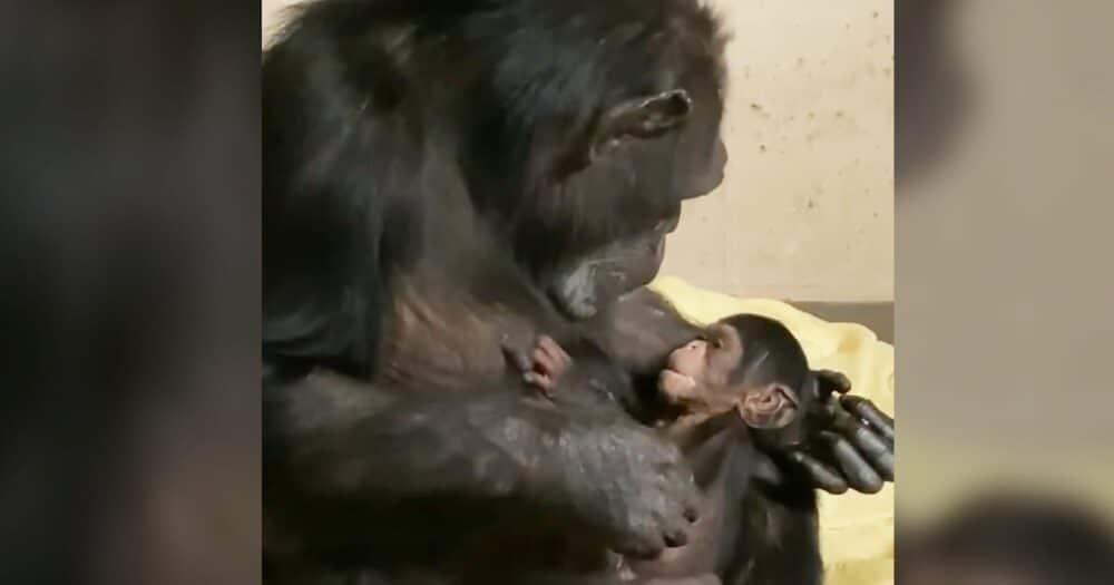 Šimpanzí máma rozplývá srdce, když se po dvou dnech odloučení znovu setkává s mládětem