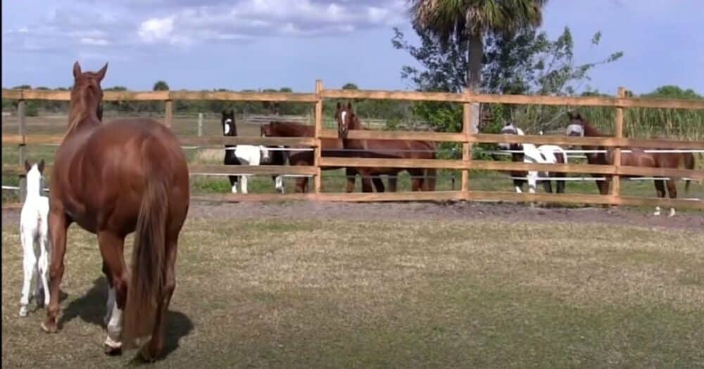 Koně se shromáždili u ohrady, aby spatřili novorozené hříbě se vzácnými a významnými znaky