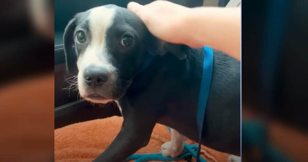 Plaché záchranářské štěně poprvé roztaje při žádosti o domácího mazlíčka