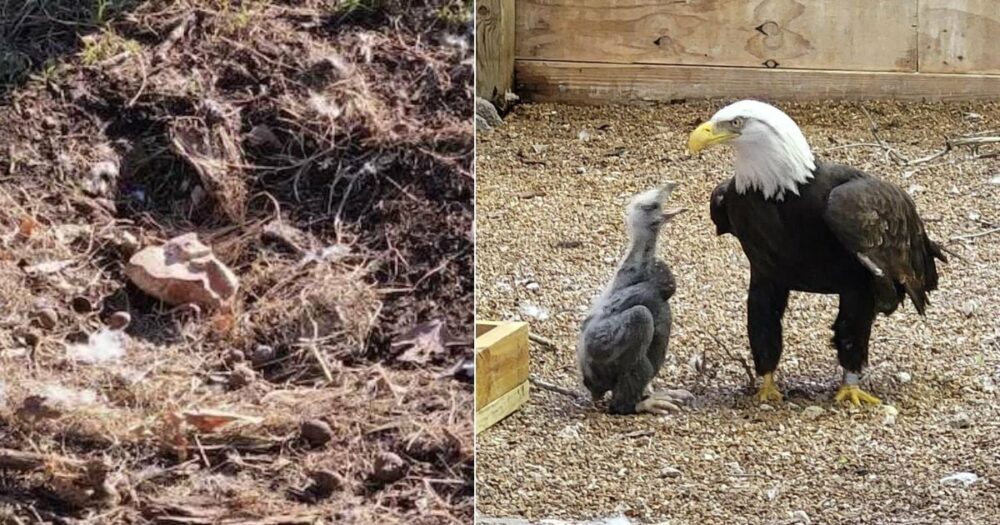 Samec orla bělohlavého, který se pokusil vylíhnout skálu, dostal na výchovu vlastní mládě