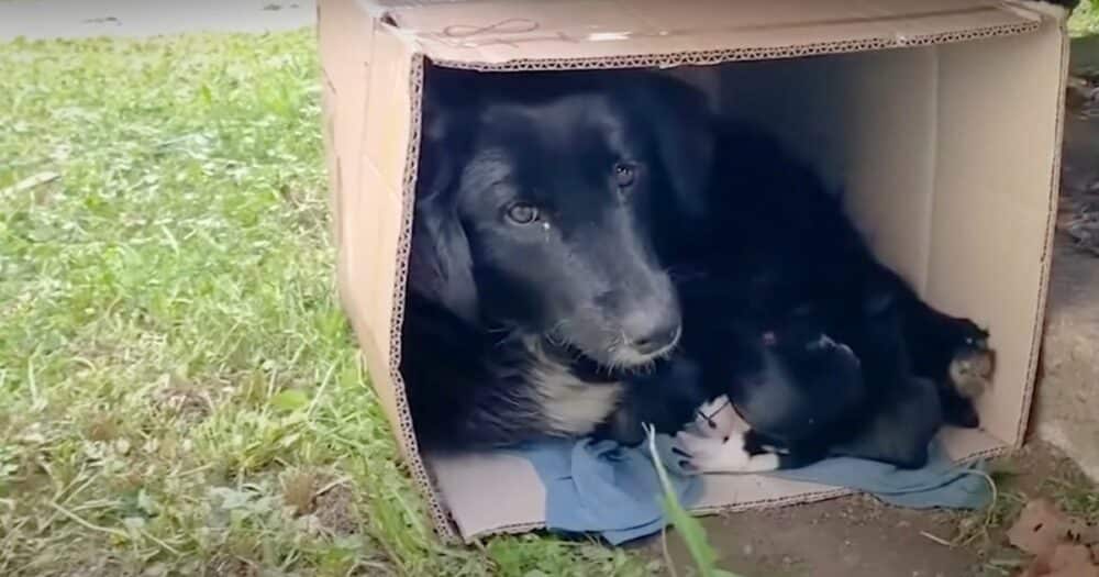 Zatoulaná psí máma se schoulila do krabice se svými štěňaty, aby je zahřála