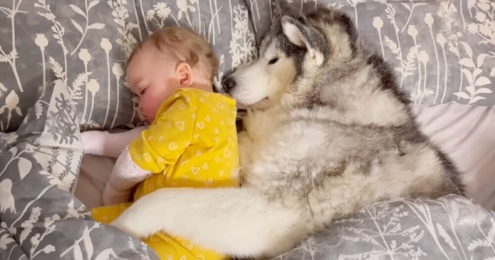 Husky roztaje srdce, když objímá sestřičku, zatímco spí