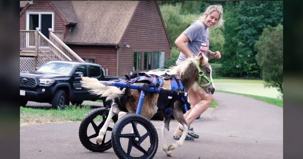 Miniaturní kůň, který nemůže používat zadní nohy, dostal invalidní vozík a poprvé se rozběhl