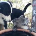 Pes utěšuje koalu u misky s vodou