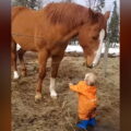 Kůň se natáhne, aby políbil malého chlapce, a roztaje srdce internetu