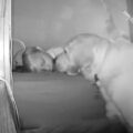 Dobrosrdečný pes se pozdě v noci vplíží do pokoje batolete, aby se ujistil, že je v bezpečí