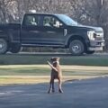Záchranářský pes čeká každý den na příjezdové cestě, až se táta vrátí domů