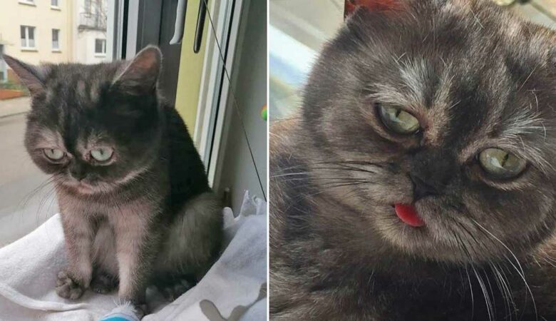 Žena se zamilovala do “smutné” kočky z útulku, kterou nikdo nechtěl adoptovat