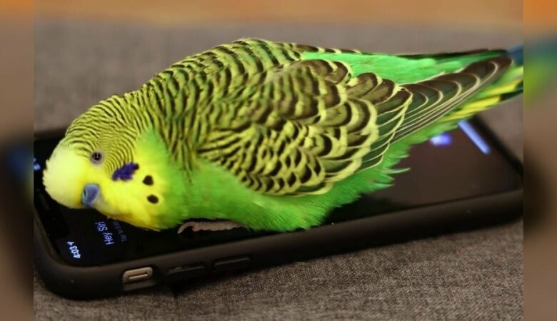 Papoušek přistane na iPhonu a aktivuje Siri pro vtipnou “konverzaci”