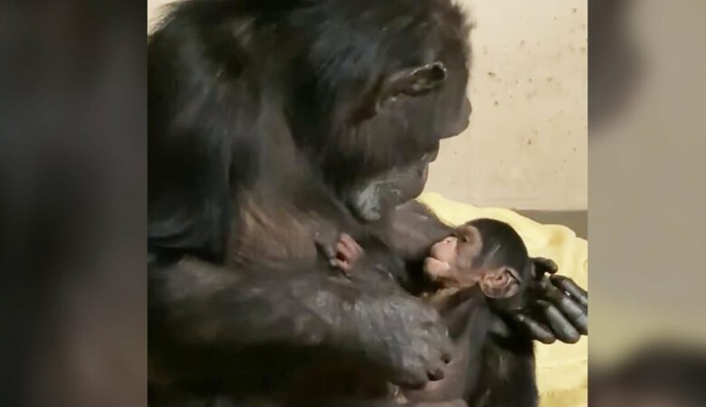 Šimpanzí máma rozplývá srdce, když se po dvou dnech odloučení znovu setkává s mládětem