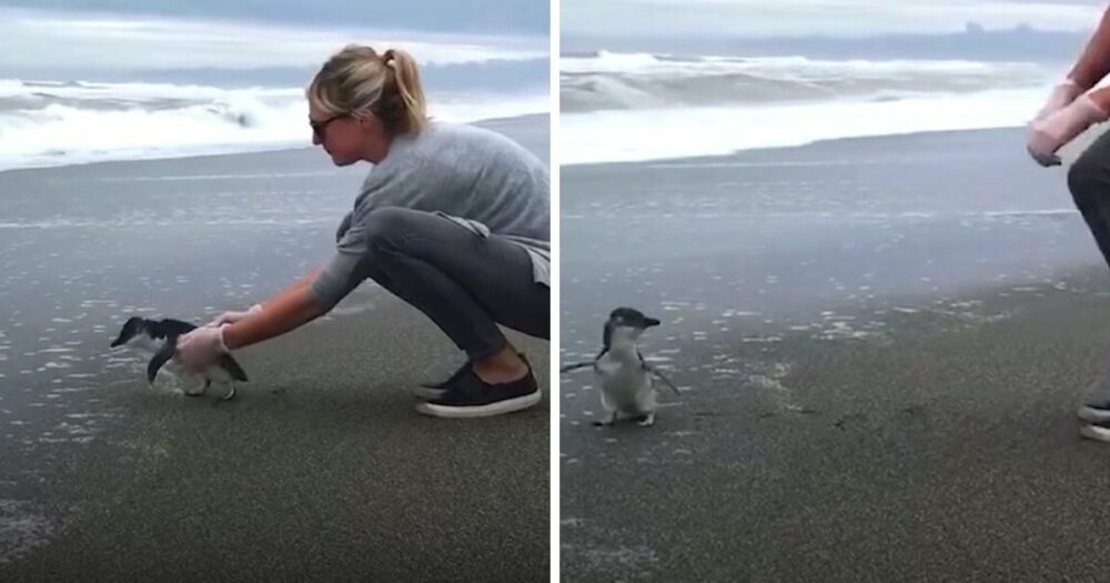 Drobný modrý tučňák roztaje téměř 4 miliony srdcí sladkým “sbohem” svému zachránci
