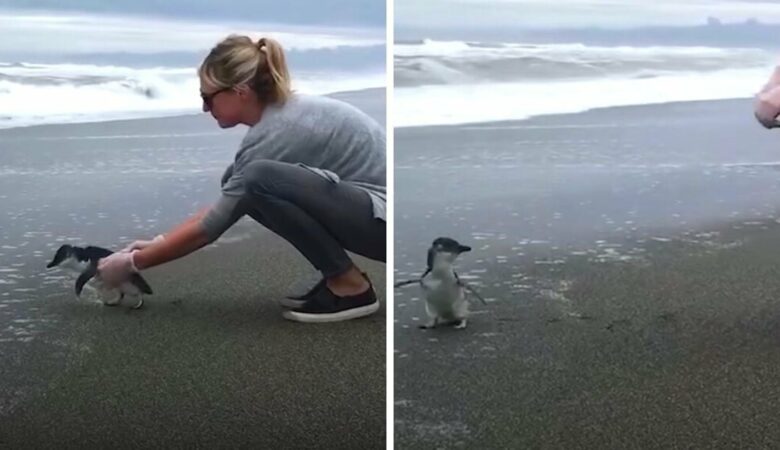 Drobný modrý tučňák roztaje téměř 4 miliony srdcí sladkým “sbohem” svému zachránci