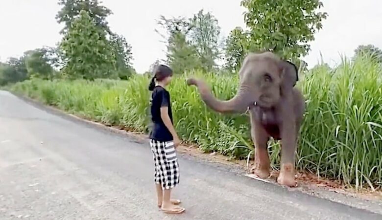 Sloní mládě roztomile “děkuje” ženě, která mu pomohla vyprostit se z bahna
