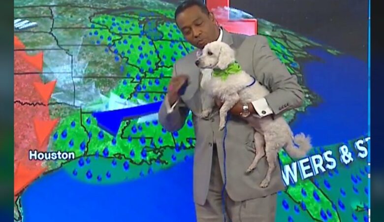 Adoptovaný pes přeruší relaci meteorologa a rychle se stane součástí pořadu
