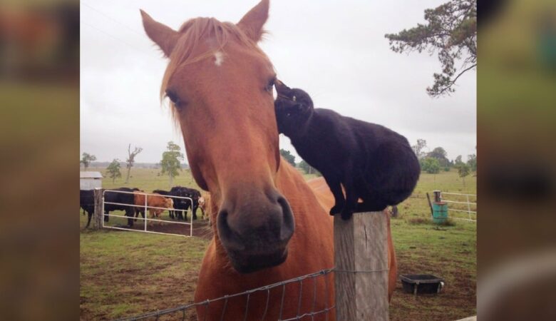 Kočka nasedne na nejlepšího přítele koně a vyrazí na rozkošnou projížďku